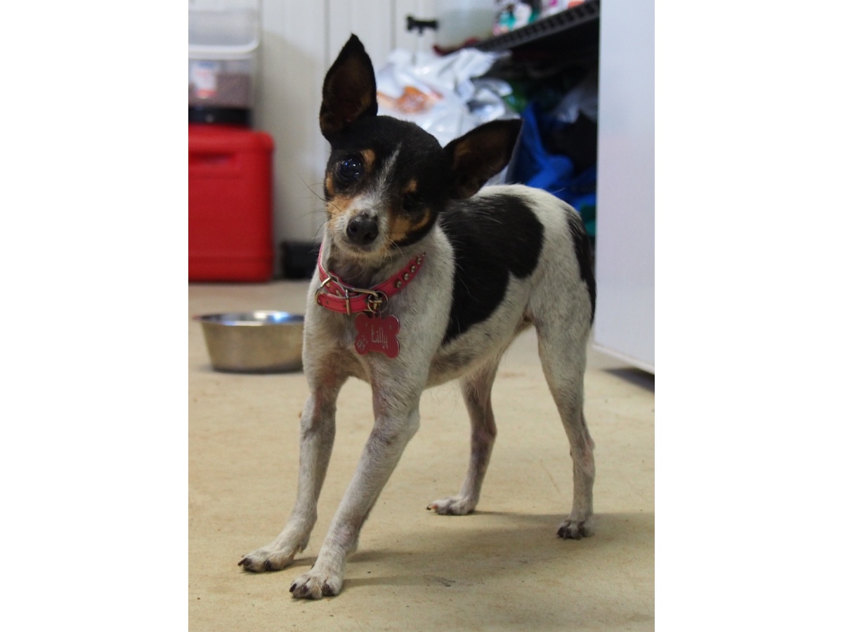 Penfield Dog Kennels Penfield Dog Kennels