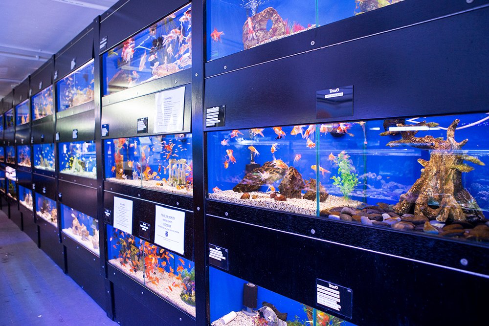 Pet City Mt Gravatt Pet Warehouse Shops & Stores Mt Gravatt