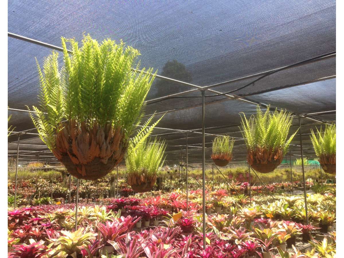 The Olive Branch Bromeliad Nursery Garden Nurseries 232 Canvey Rd