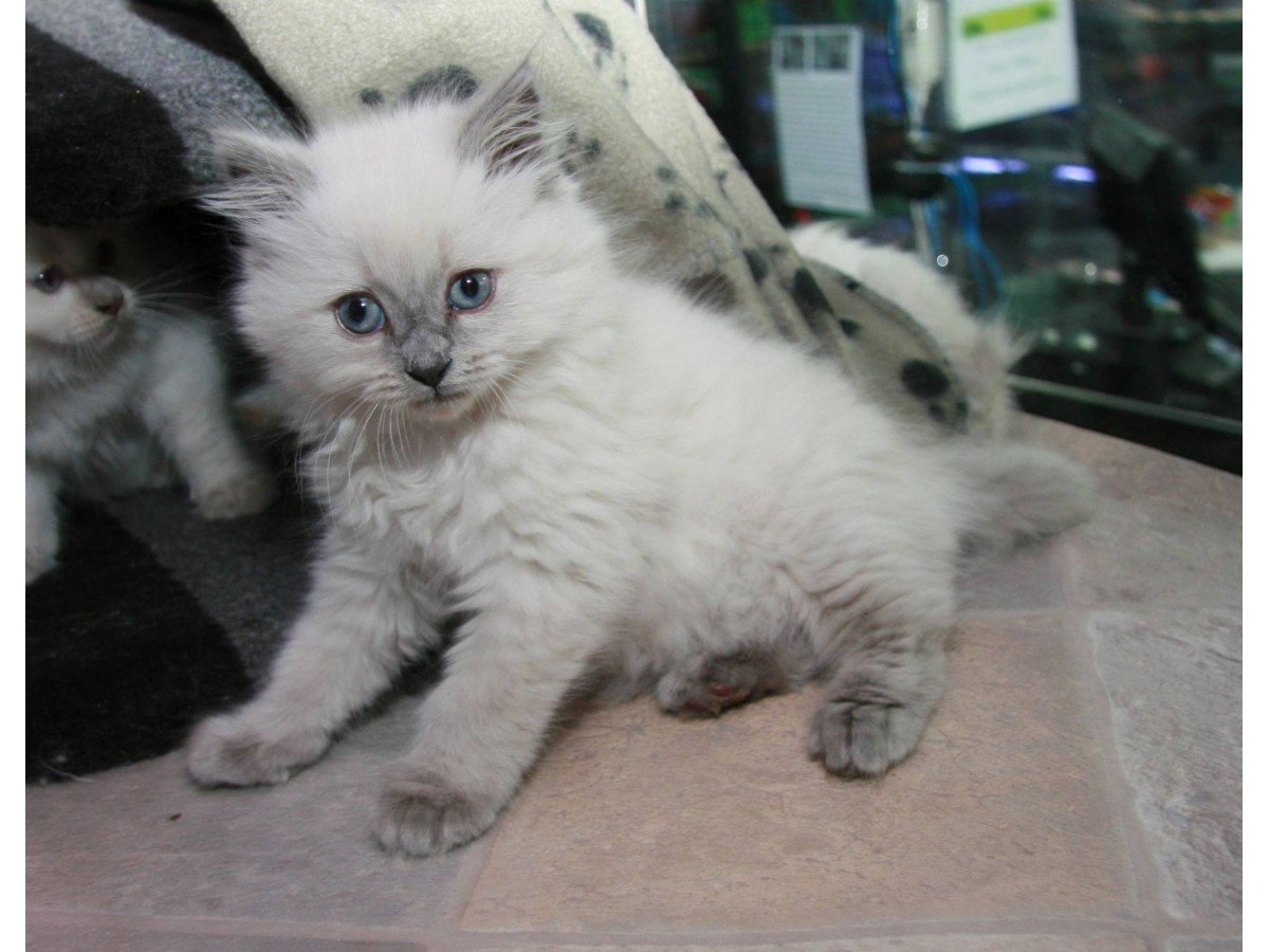 Pet City Mt Gravatt Pet Warehouse Shops & Stores Mt Gravatt