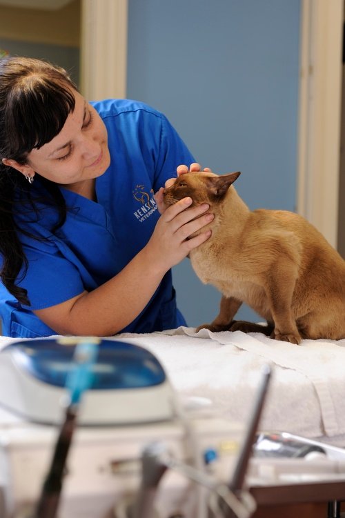 Kensington Veterinary Clinic Vets & Veterinary Surgeons 45 Epsom Rd