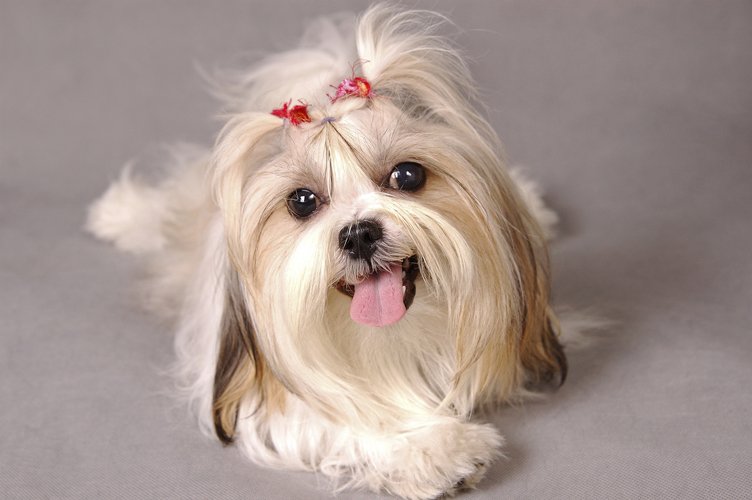doggy sexställning doggy sexställning