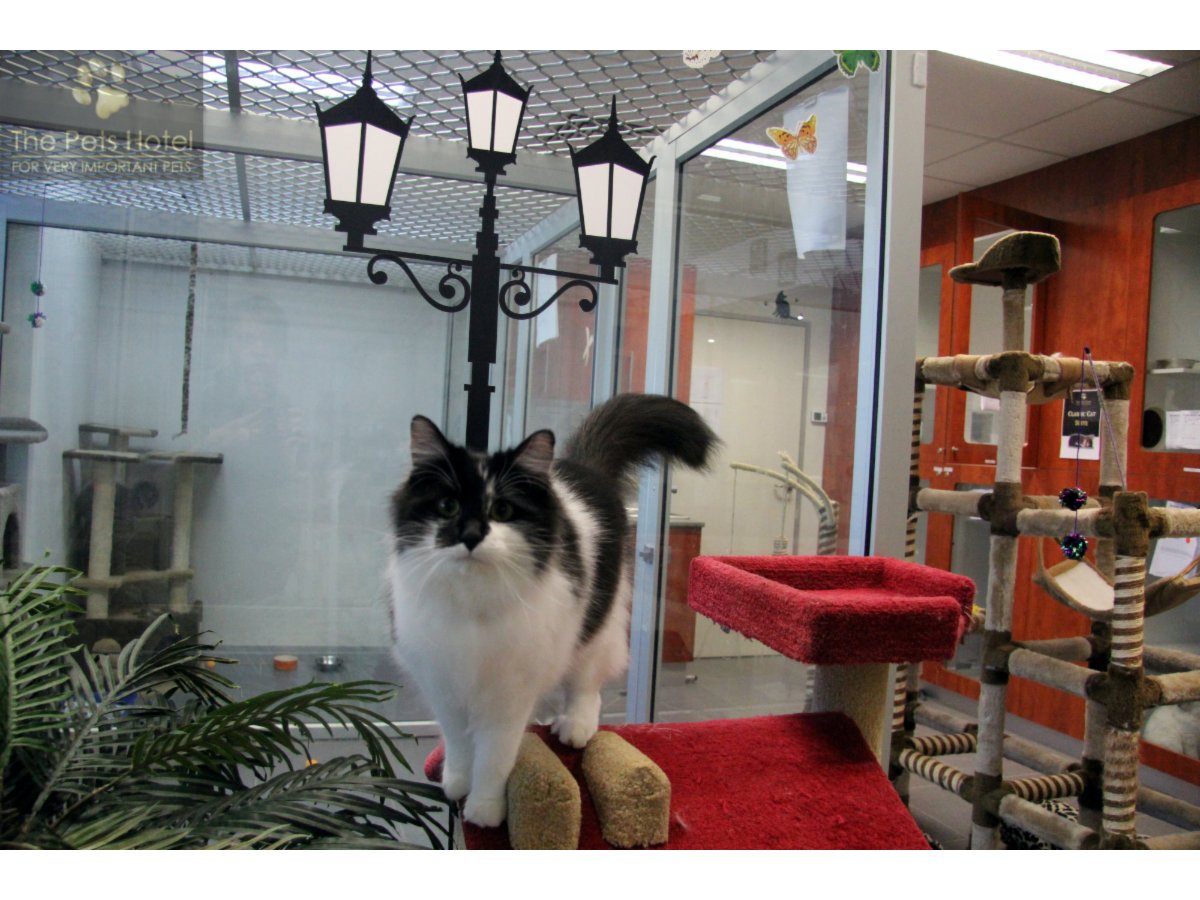 Pets Hotel Pty Ltd The Dog Boarding Kennels 7 Phillip Ct Port Melbourne