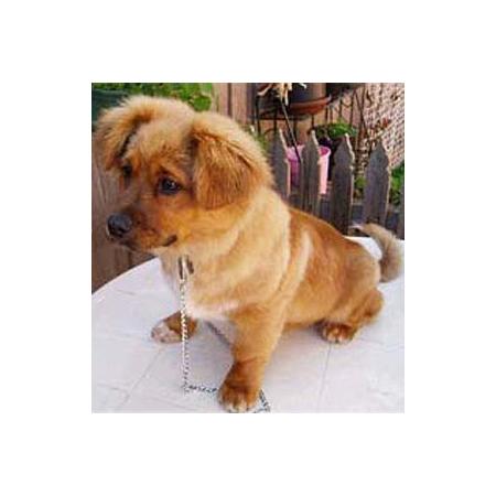 Elegant Dog Grooming Service - Dog &amp; Cat Clipping &amp; Grooming - 5 Begonia Ct - Lalor