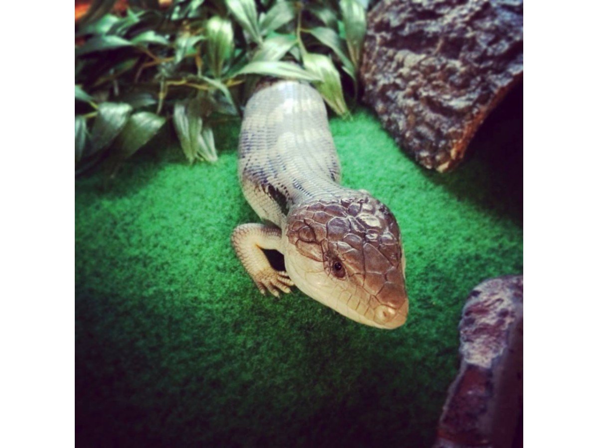 Pet City Mt Gravatt Pet Warehouse Shops & Stores Mt Gravatt