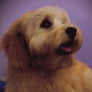 Dog Grooming In Seven Hills Dog Grooming In Seven Hills
