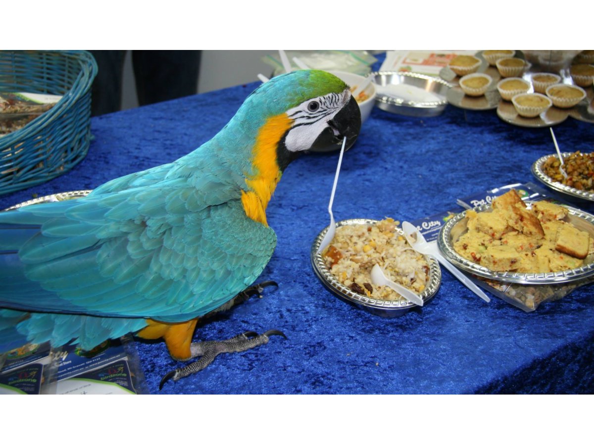 Pet City Mt Gravatt Pet Warehouse Shops & Stores Mt Gravatt