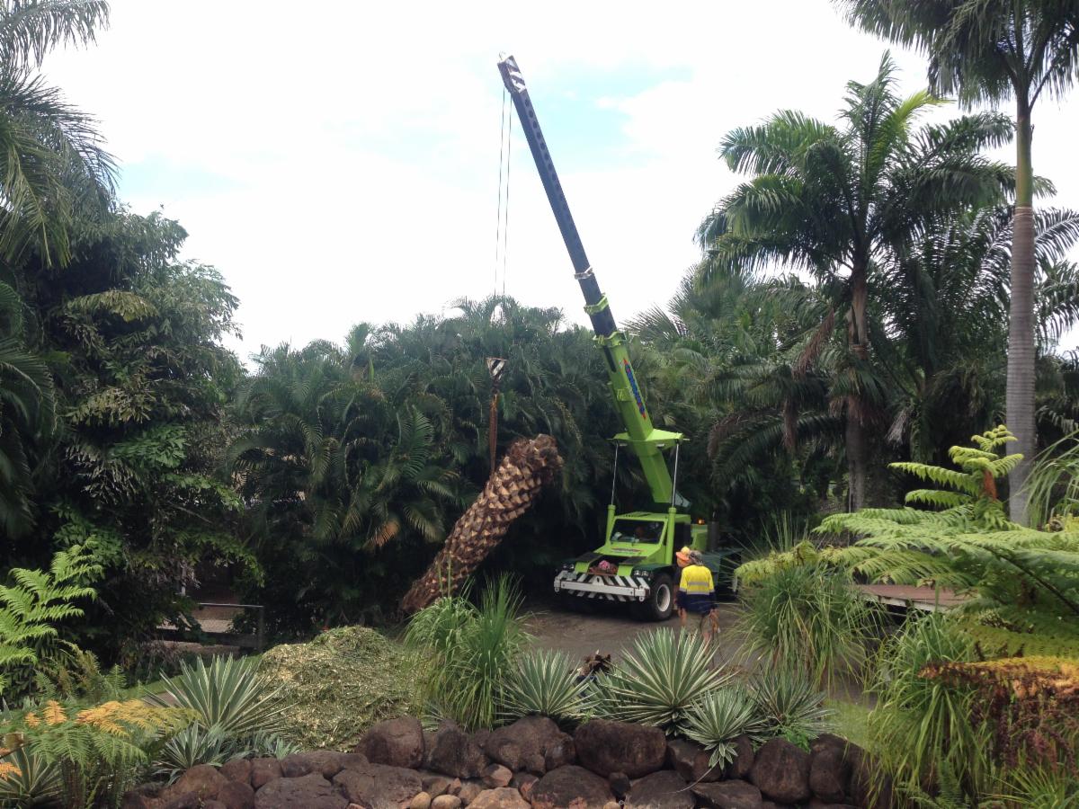 Cairns Tree Lopping & Coconut Removal Tree & Stump Removal Services