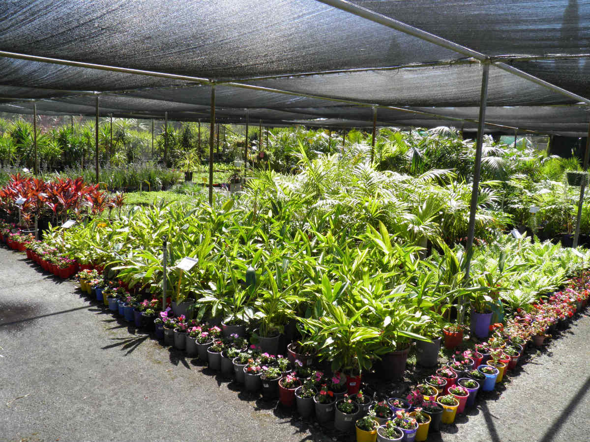 Advanced Nursery on 208 Dundebar Rd, Wanneroo, WA 6065 Whereis®