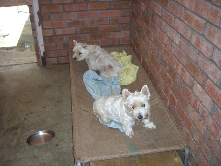 Camelot Pet Resort Dog Boarding Kennels 1881 Mandurah Rd Karnup