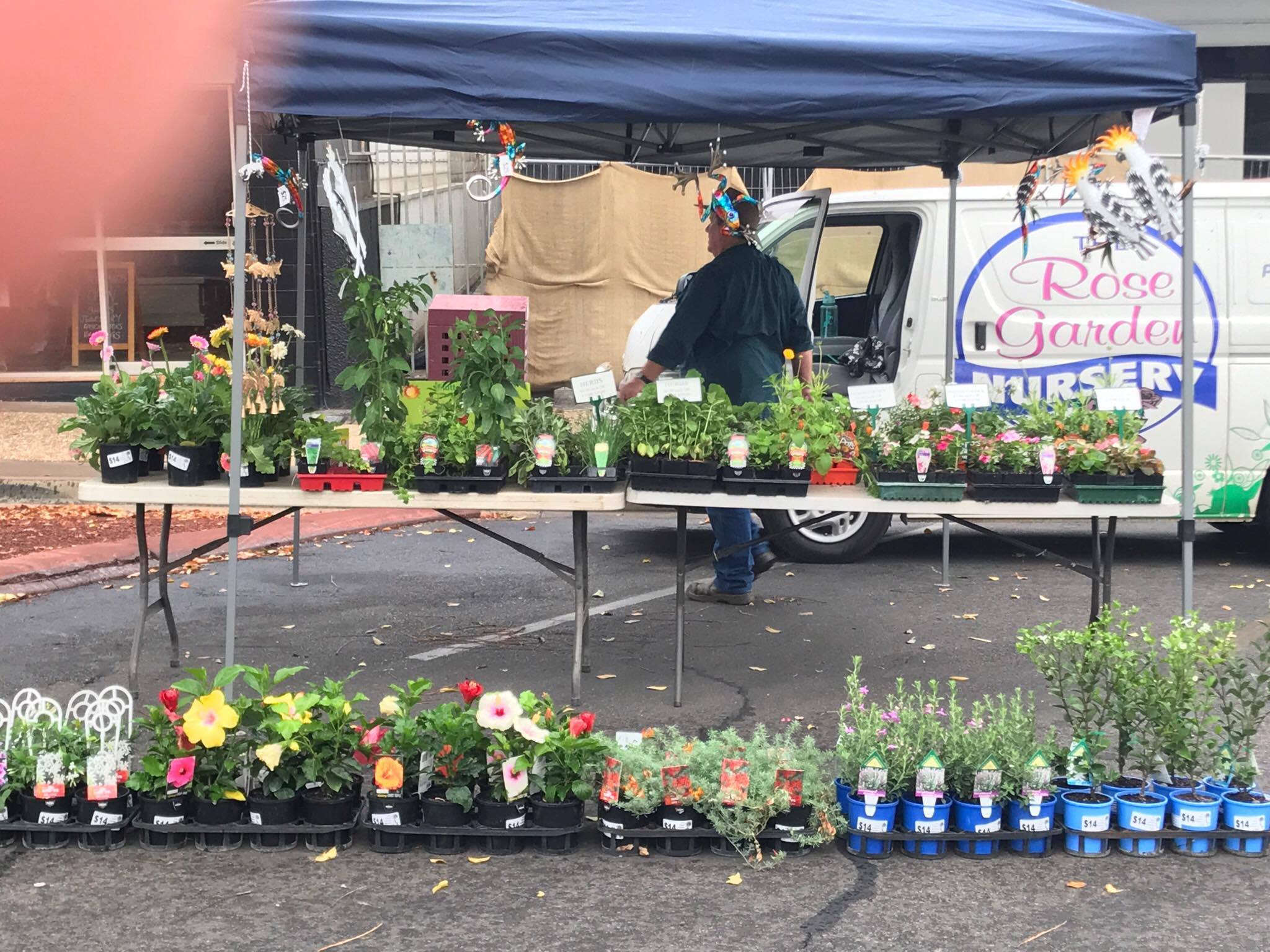 The Rose Garden Nursery Garden Nurseries 19 Flynn St Mt Isa
