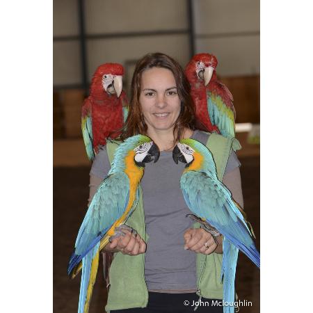 birds n all bird breeders dealers 17 bennett st birds n all bird breeders dealers 17 bennett st