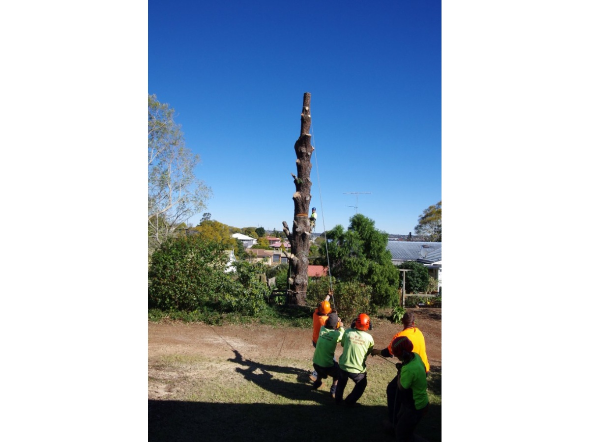DJ Tree Services Tree &amp; Stump Removal Services Toowoomba