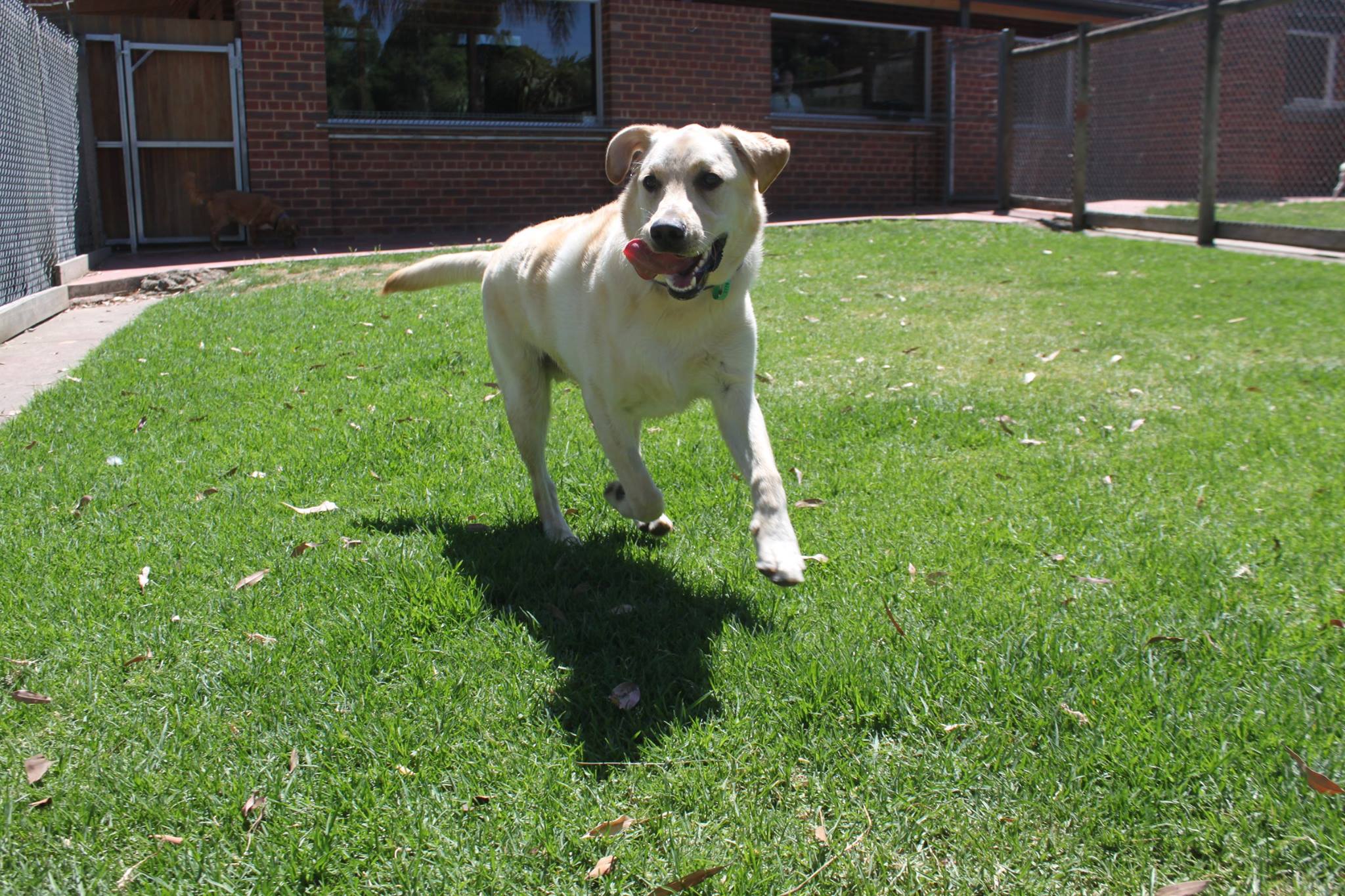 Cottage Kennels & Cattery Dog Boarding Kennels 248 Yan Yean Rd Plenty
