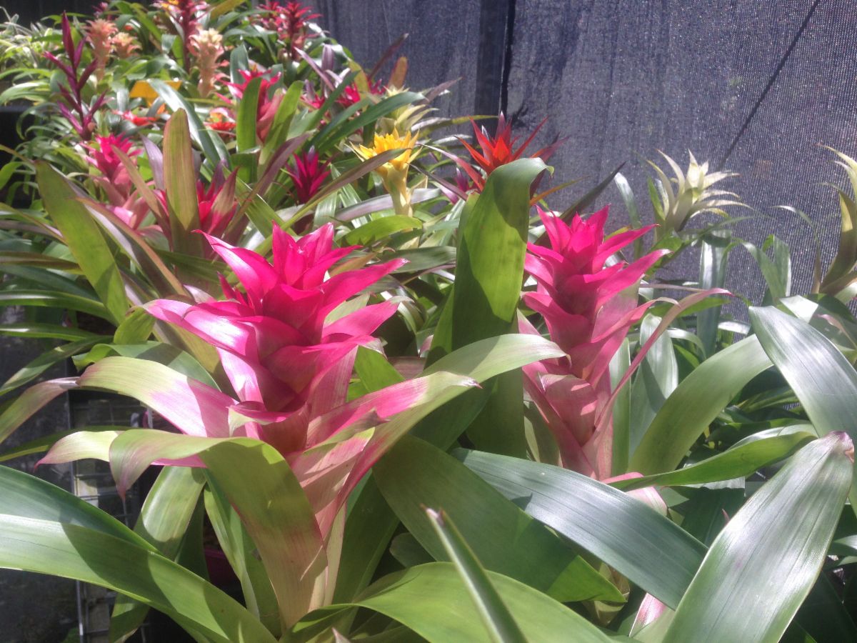 The Olive Branch Bromeliad Nursery Garden Nurseries 232 Canvey Rd