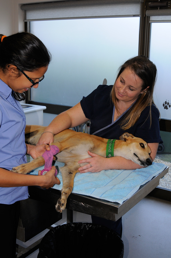 Belmont Veterinary Hospital Vets & Veterinary Surgeons 591 Pacific