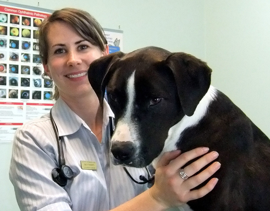 Grafton Veterinary Clinic Vets & Veterinary Surgeons 128 Bacon St