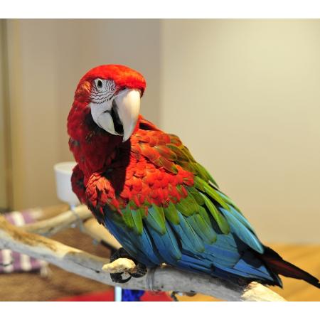 birds n all bird breeders dealers 17 bennett st birds n all bird breeders dealers 17 bennett st