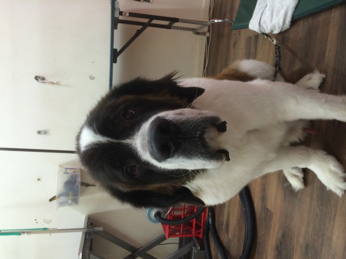 Oscar S On Unley Dog Grooming Adelaide Unley Sa Oscar S On Unley Dog Grooming Adelaide Unley Sa