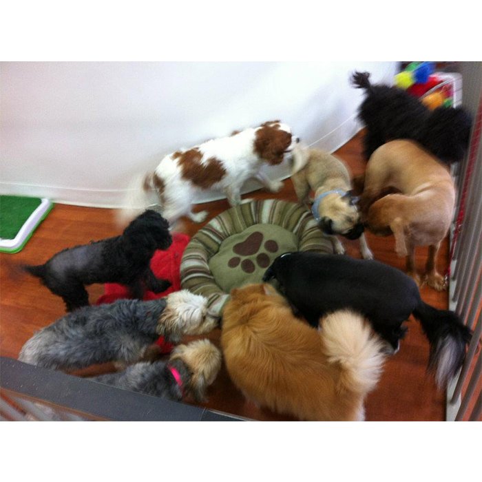 New York Dog Grooming Chevron Island New York Dog Grooming Chevron Island