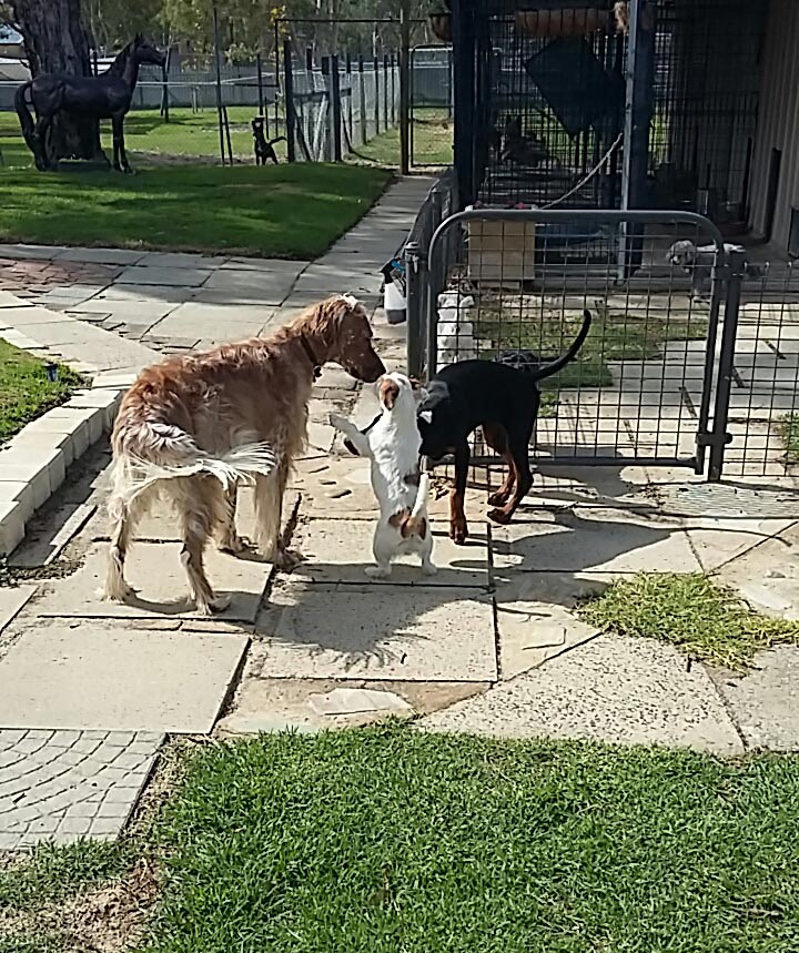 King Park Boarding Kennels Dog Boarding Kennels 30 Talbot Rd