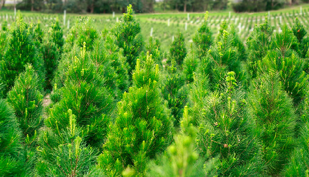 dandenong christmas tree farm christmas trees dandenong christmas tree farm christmas trees