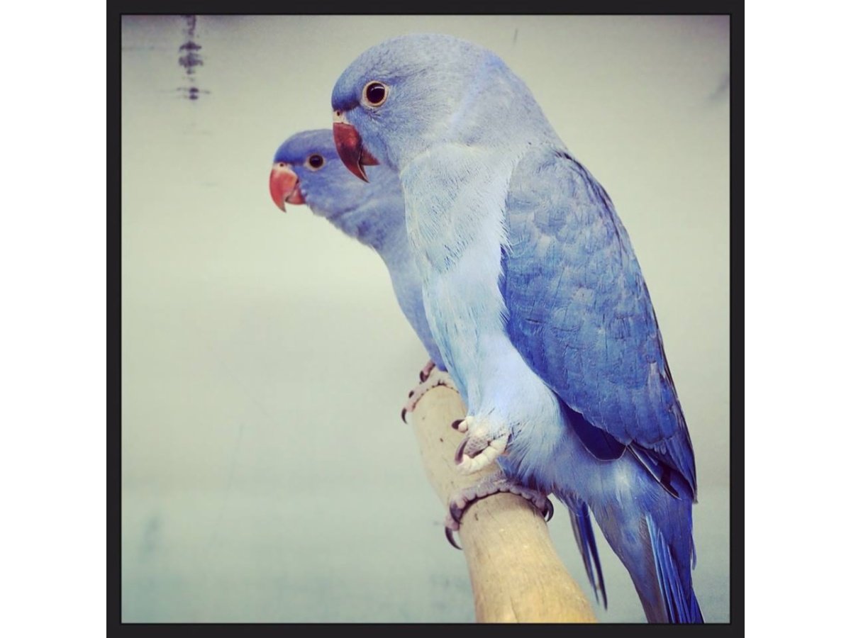 Pet City Mt Gravatt Pet Warehouse Shops & Stores Mt Gravatt