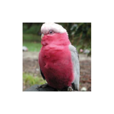 Petlink Petlink