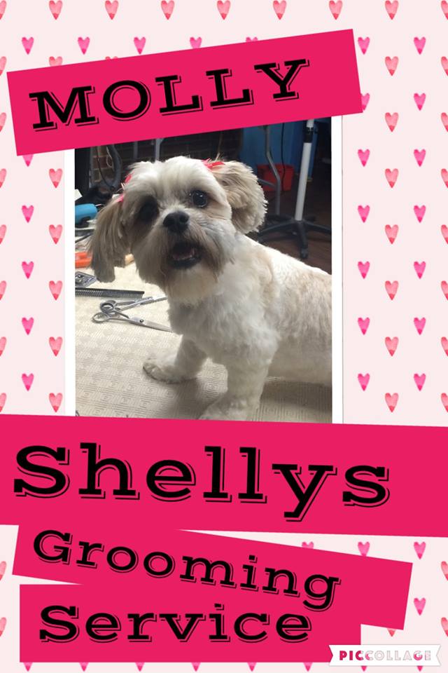grooming service shelly s grooming service cat clipping grooming 14 rivergum pl hillside grooming service shelly s grooming service cat clipping grooming 14 rivergum pl hillside