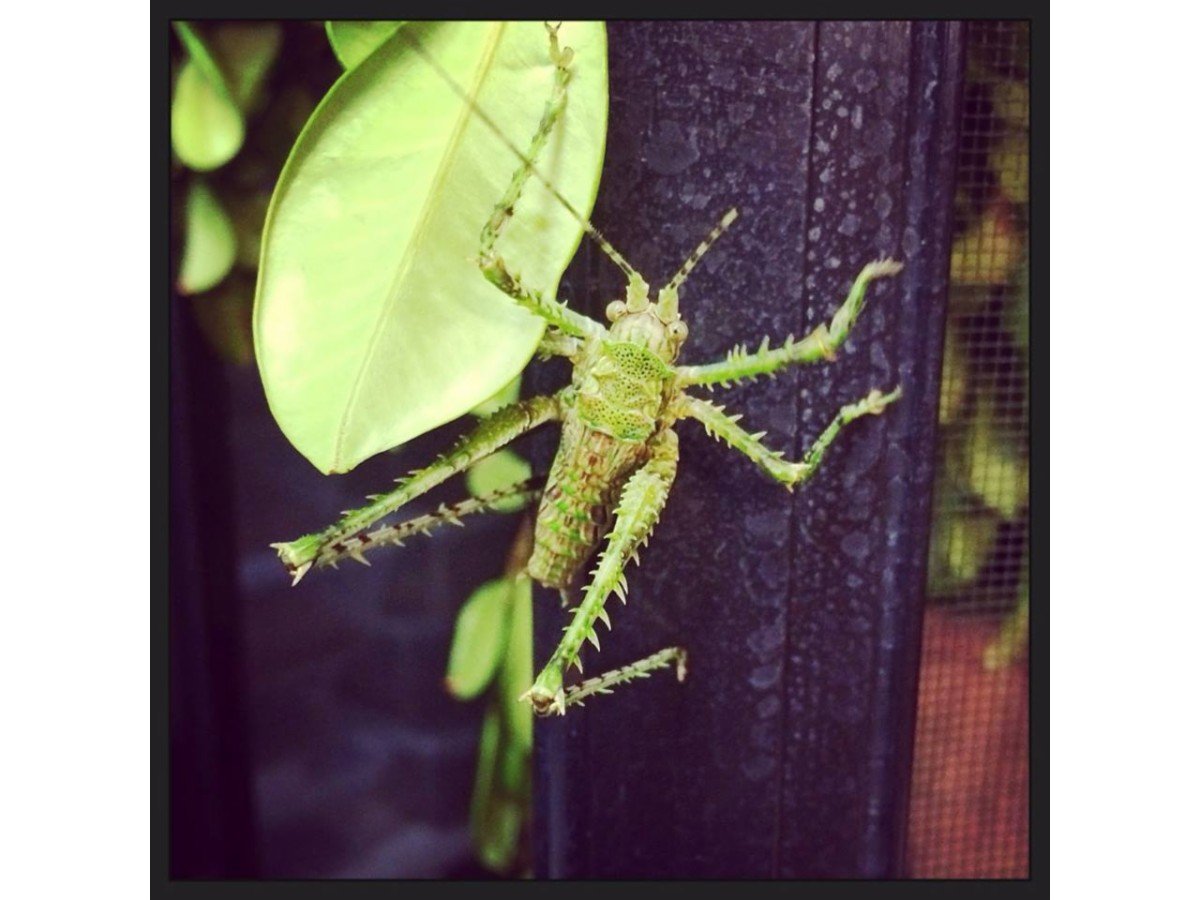 Pet City Mt Gravatt Pet Warehouse Shops & Stores Mt Gravatt