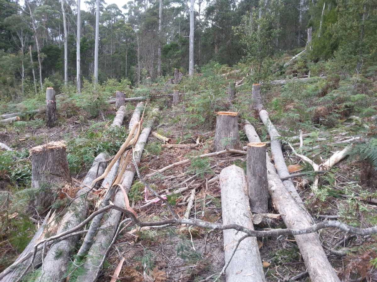 Rock Solid Tree Service Tree & Stump Removal Services Po Box 87e