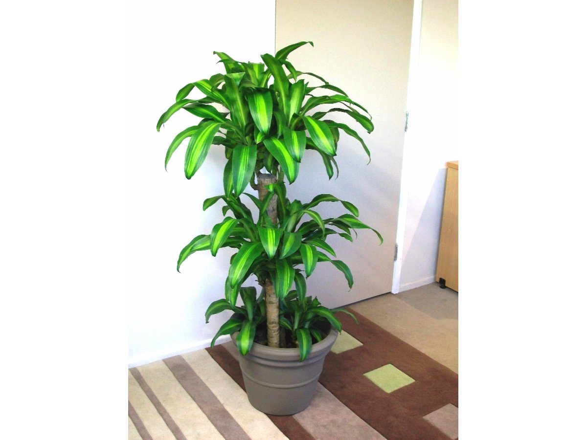 Evergreen Interiors Indoor Plant Hire Mackay