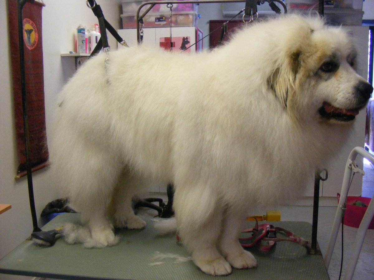 sassy puppy the sassy cat clipping grooming littlehton sassy puppy the sassy cat clipping grooming littlehton
