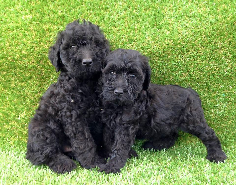 Claremont Puppies And Pets Pet Warehouse Shops & Stores 227