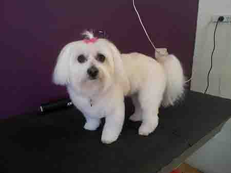 Dog Grooming Belmont Nsw Dog Grooming Belmont Nsw