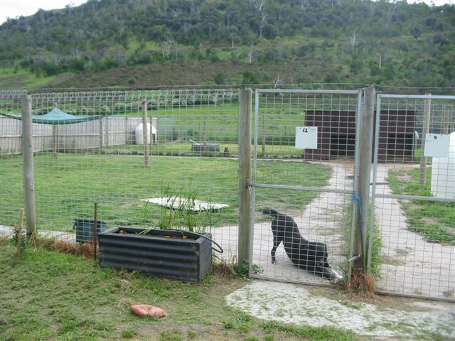 Dog Boarding Kennels Hobart Tas Dog Boarding Kennels Hobart Tas