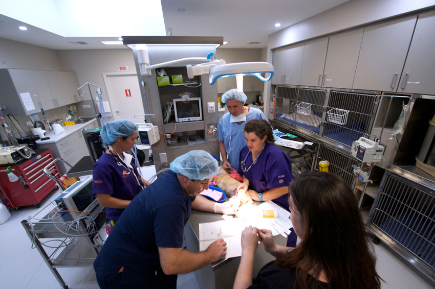 Animal Referral And Emergency Centre Vets & Veterinary Surgeons 4