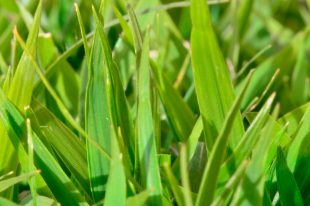 True Blue Turf Turf & Lawn Suppliers BUNBURY