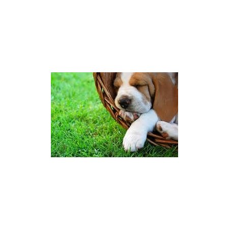 ellenbrook animal clinic vets veterinary surgeons ellenbrook animal clinic vets veterinary surgeons