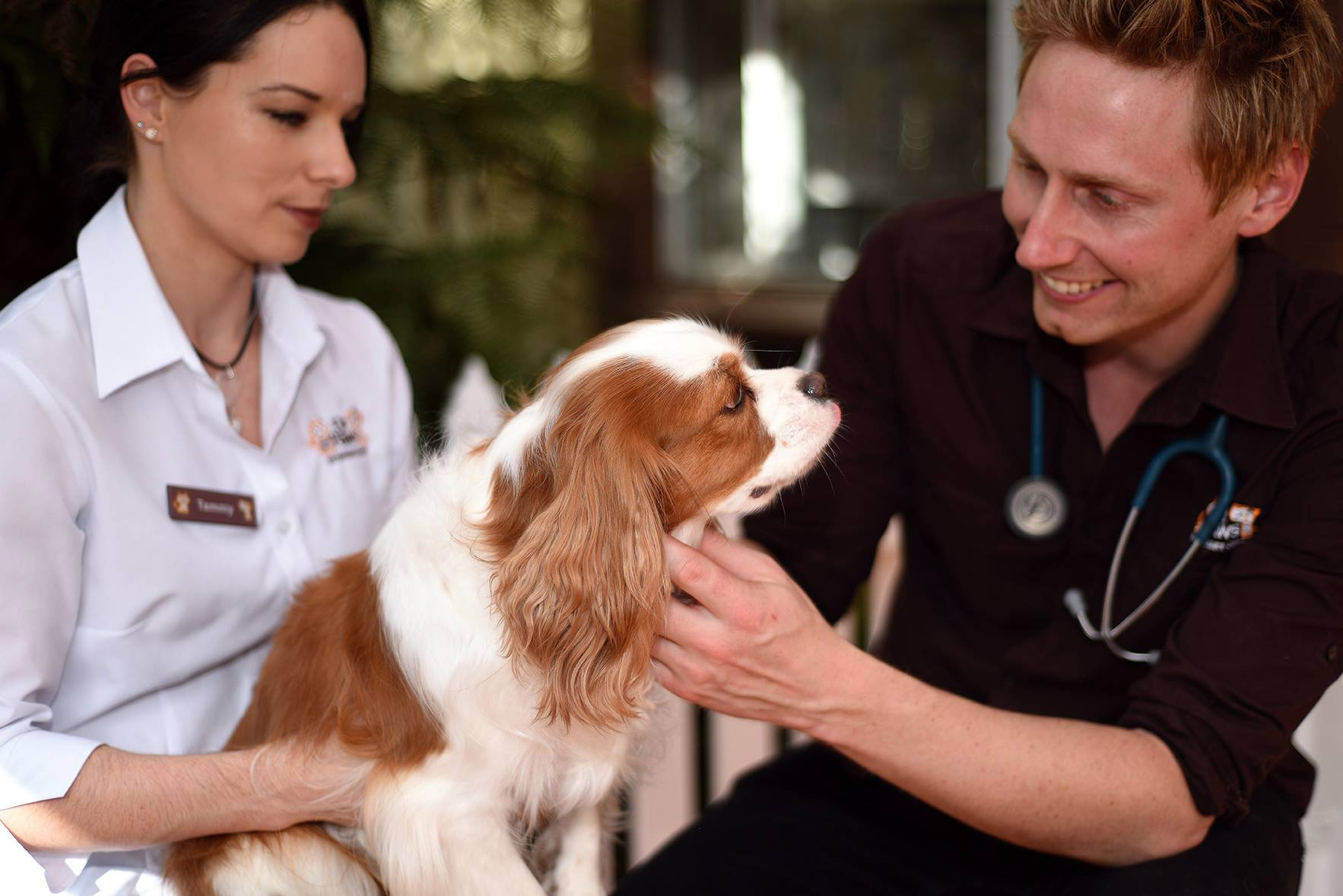 Dr Paws Oxley Highway Veterinary Hospital Vets & Veterinary Surgeons