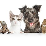 Wetherill Park Veterinary Surgeons - Pic 5