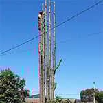 Rob's Tree Service - Pic 7