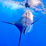 All The Gear No Idea Sportfishing - Pic 10