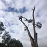 Harringtons Tree Services - Pic 5