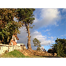 One of the large pine trees removed