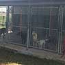 Glen-Milton Dog Boarding Kennels & Cattery - Pic 2