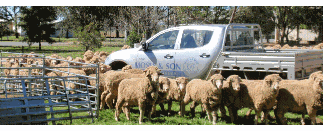Moses & Son Wool Brokers - Promotion 1