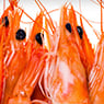M & G Seafood Wholesalers - Pic 8