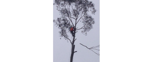 Adams Tree Services - Promotion 3