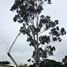 Active Tree Fellas - Pic 2